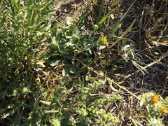Grindelia squarrosa