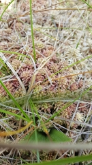 Sphagnum