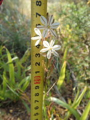 Chlorophytum graminifolium