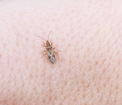 Belonochilus numenius