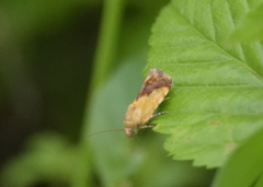 Acontiini