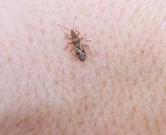 Belonochilus numenius