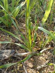 Chlorophytum graminifolium