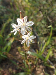 Chlorophytum graminifolium