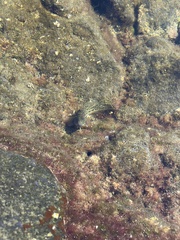 Parablennius parvicornis