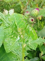 Cirsium mexicanum