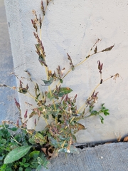Lactuca serriola