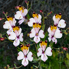 Alstroemeria pulchra