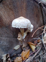Hemipholiota