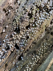 Helicogloea compressa