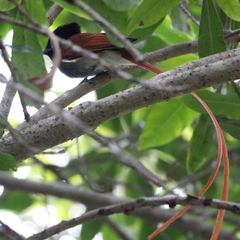 Terpsiphone viridis granti