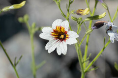 Salpiglossis sinuata