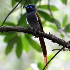 Terpsiphone viridis granti