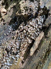 Helicogloea compressa