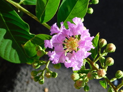 Lagerstroemia