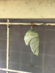 Morpho