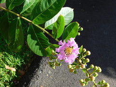 Lagerstroemia