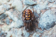 Steatoda incomposita