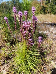 Liatris pilosa