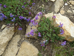 Oxytropis montana