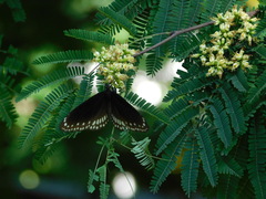 Euploea core