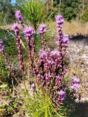 Liatris pilosa