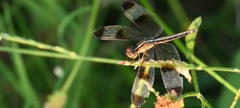 Neurothemis tullia