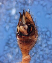 Steatoda incomposita