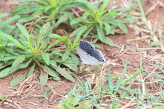 Leptomyrina hirundo