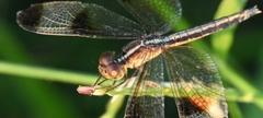 Neurothemis tullia