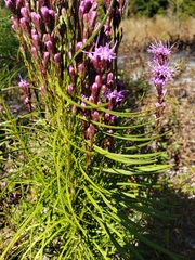 Liatris pilosa