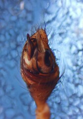 Steatoda incomposita