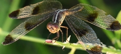 Neurothemis tullia