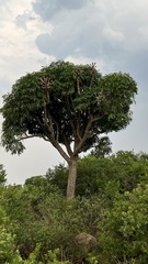 Cussonia