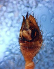 Steatoda incomposita