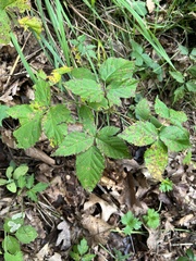 Rubus flagellaris