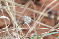 Leptotes pirithous