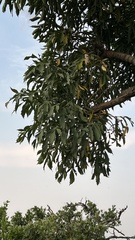 Cussonia