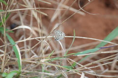 Leptotes pirithous