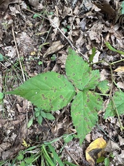 Rubus flagellaris