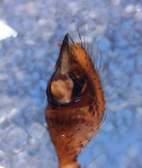 Steatoda incomposita