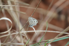 Leptotes pirithous