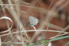 Leptotes pirithous