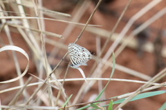Leptotes pirithous