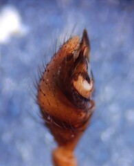 Steatoda incomposita