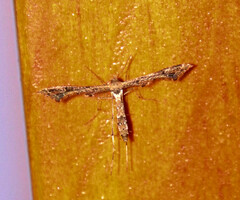 Lantanophaga pusillidactylus