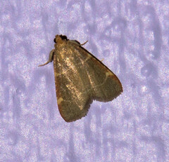 Hypsopygia binodulalis