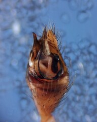 Steatoda incomposita