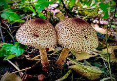 Macrolepiota colombiana