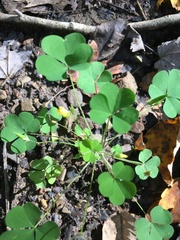 Oxalis grandis